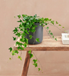 English Ivy