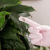 Houseplant Cleaning Gloves