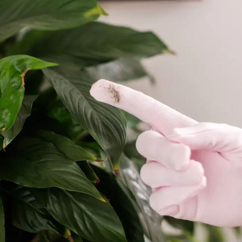 Houseplant Cleaning Gloves
