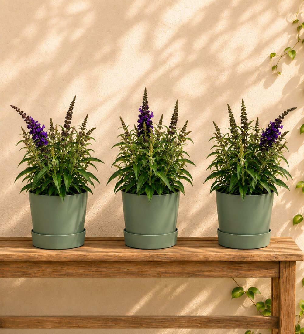 Trio of Buddleja