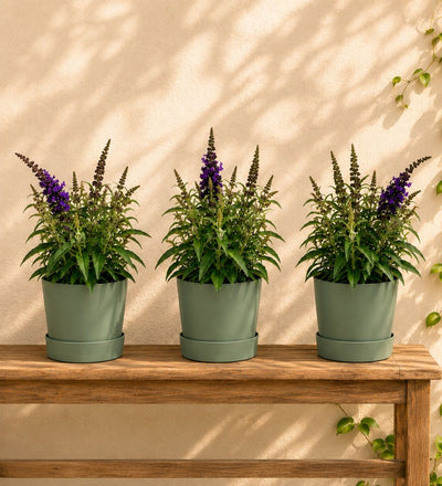 Trio of Buddleja