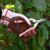 Pink Secateurs