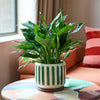 Green Stripe Pot