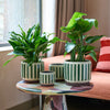 Green Stripe Pot