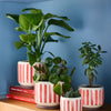 Red Stripe Pot
