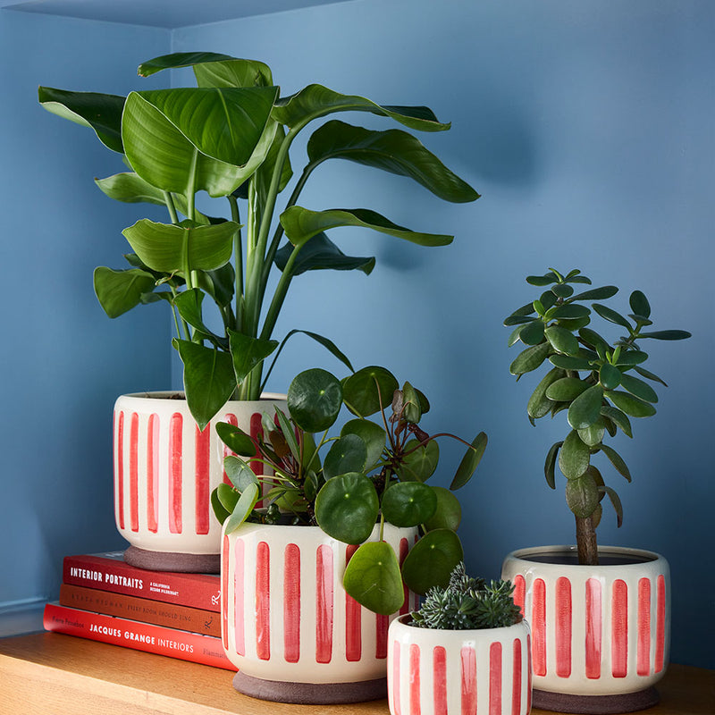 Red Stripe Pot