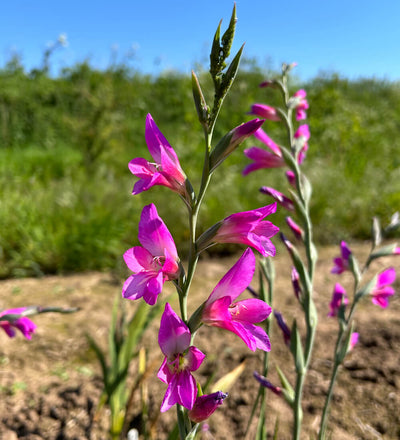 Byzantine Gladiolus Bulbs