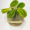 Mini Red stripe calathea & Pot