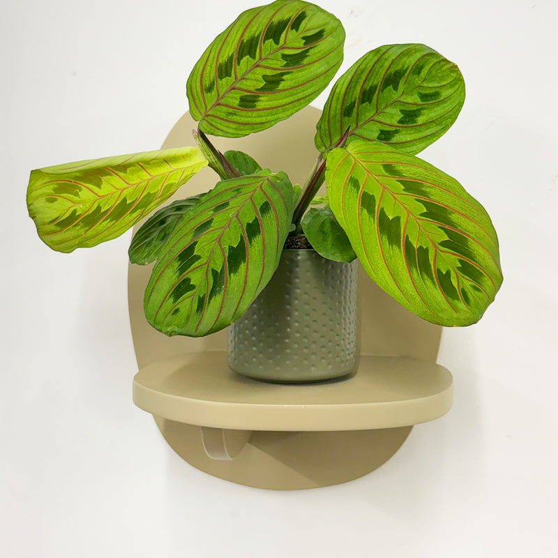 Mini Red stripe calathea & Pot
