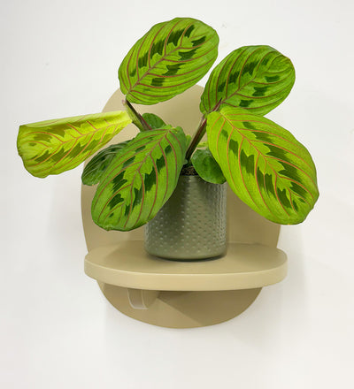 Mini Prayer Plant & Pot