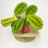 Mini Red stripe calathea & Pot