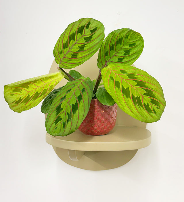 Mini Prayer Plant & Pot