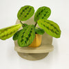 Mini Red stripe calathea & Pot