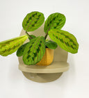 Mustard Pot