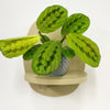 Mini Red stripe calathea & Pot