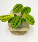 Blue Pot