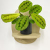 Mini Red stripe calathea & Pot