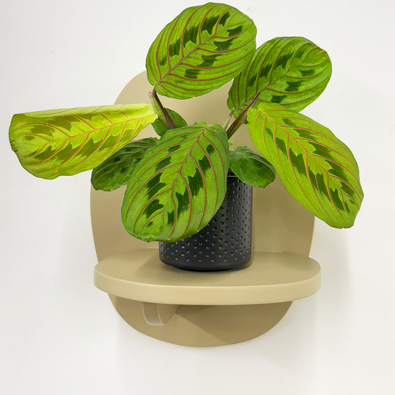 Mini Red stripe calathea & Pot