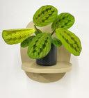 Grey Pot