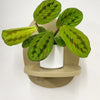 Mini Red stripe calathea & Pot