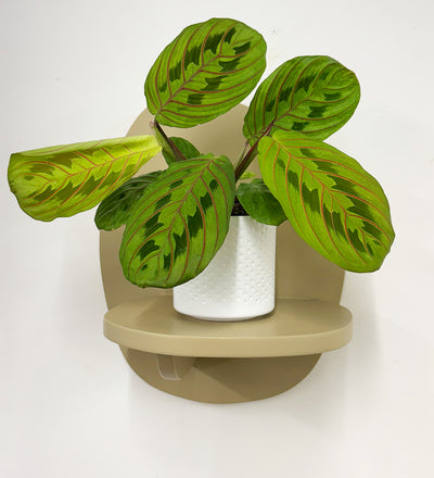 Mini Prayer Plant & Pot