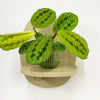 Mini Red stripe calathea & Pot