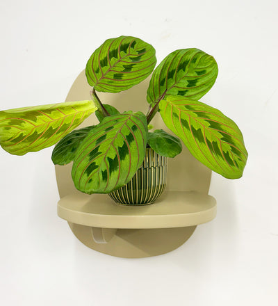 Mini Prayer Plant & Pot