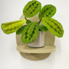 Mini Red stripe calathea & Pot
