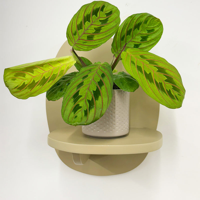 Mini Red stripe calathea & Pot
