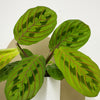 Mini Red stripe calathea & Pot