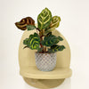 Mini Calathea Makoyana & pot