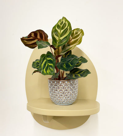 Mini Calathea Makoyana & pot