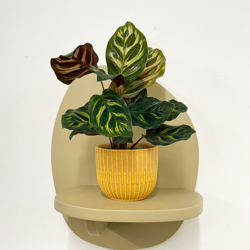 Mini Calathea Makoyana & pot