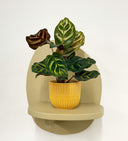 Mustard Pot