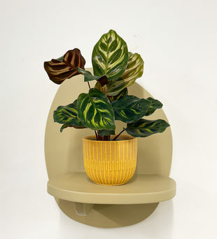 Mini Calathea Makoyana & pot