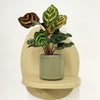 Mini Calathea Makoyana & pot