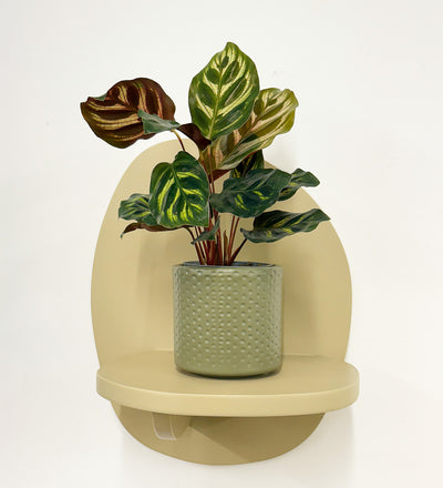 Mini Calathea Makoyana & pot