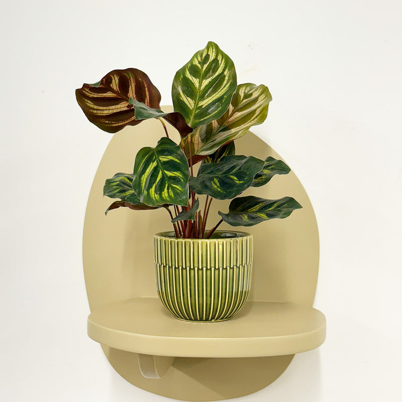 Mini Calathea Makoyana & pot