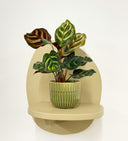 Green Pot