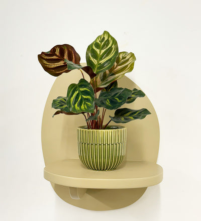 Mini Calathea Makoyana & pot