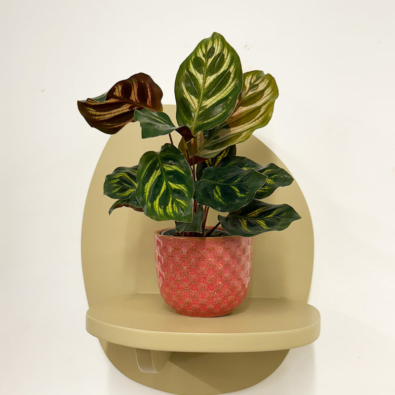 Mini Calathea Makoyana & pot