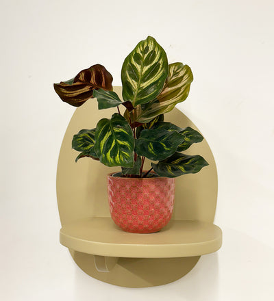 Mini Calathea Makoyana & pot