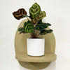 Mini Calathea Makoyana & pot