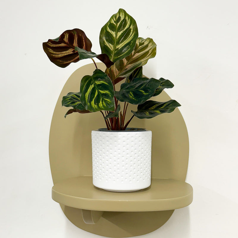 Mini Calathea Makoyana & pot