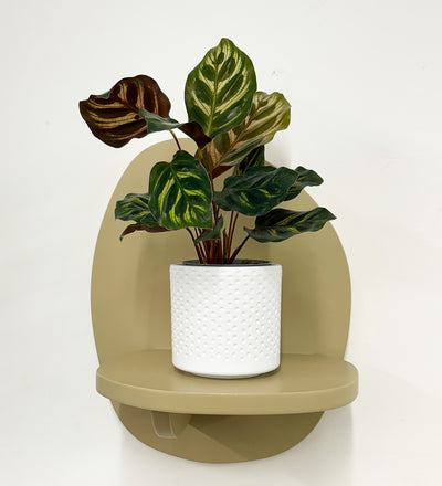 Mini Calathea Makoyana & pot
