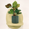 Mini Calathea Makoyana & pot