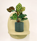 Grey Pot