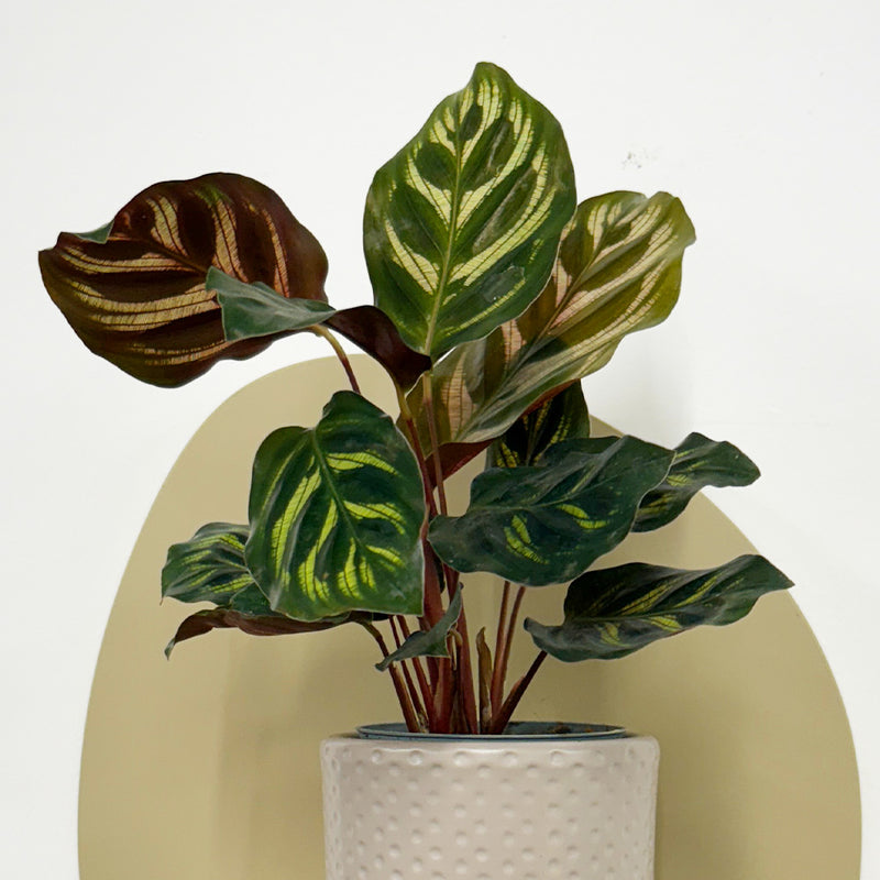 Mini Calathea Makoyana & pot