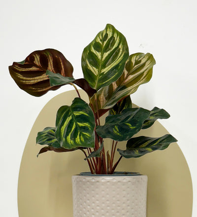 Mini Calathea Makoyana & pot