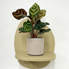 Mini Calathea Makoyana & pot